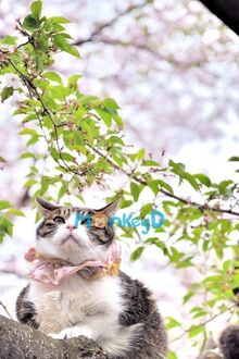 Sau Khi Xuyên Vào Tiểu Thuyết Đam Mỹ, Tôi Thành "Bảo Kê" Cho Nam Chính Nhân Ngư